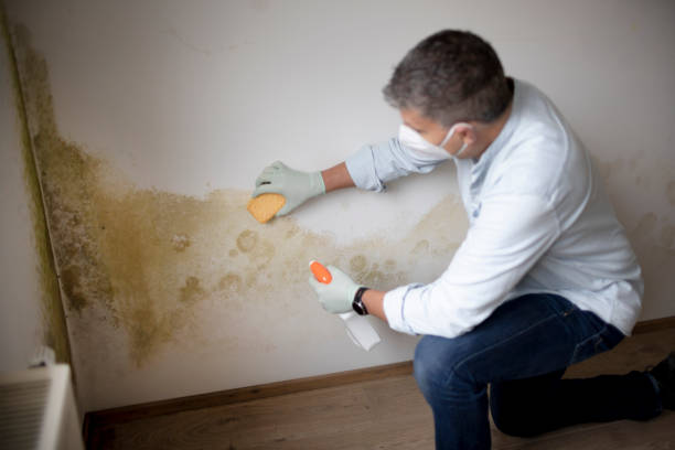 Best Asbestos and Lead Testing During Mold Inspection  in Manitou Beach Devils Lake, MI